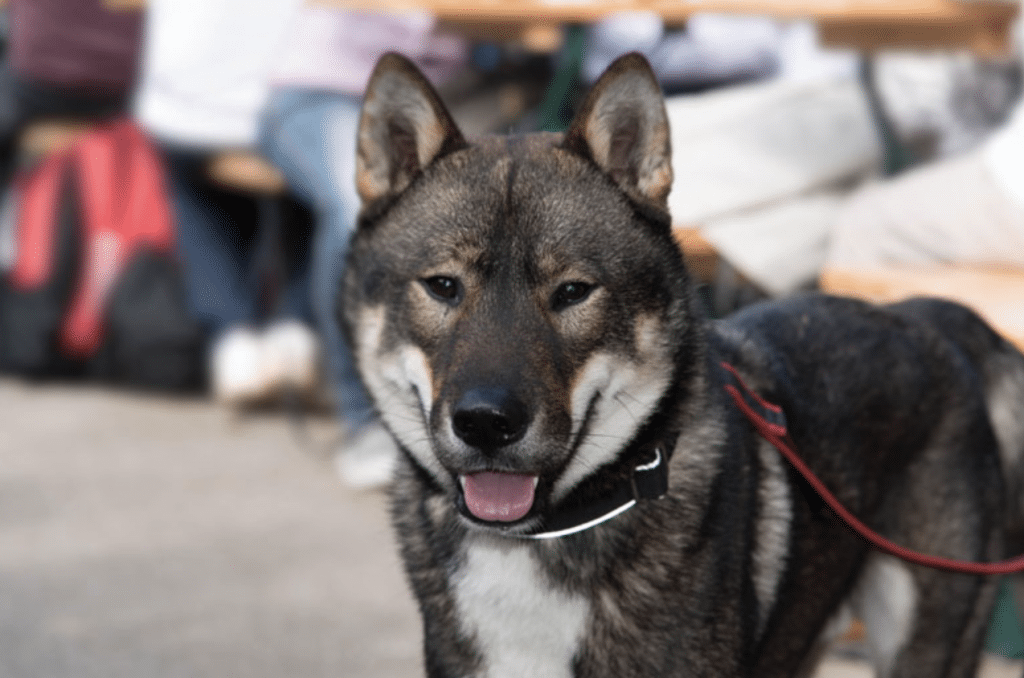 The Shikoku Inu is ranked one of the most common dog breeds from Japan.