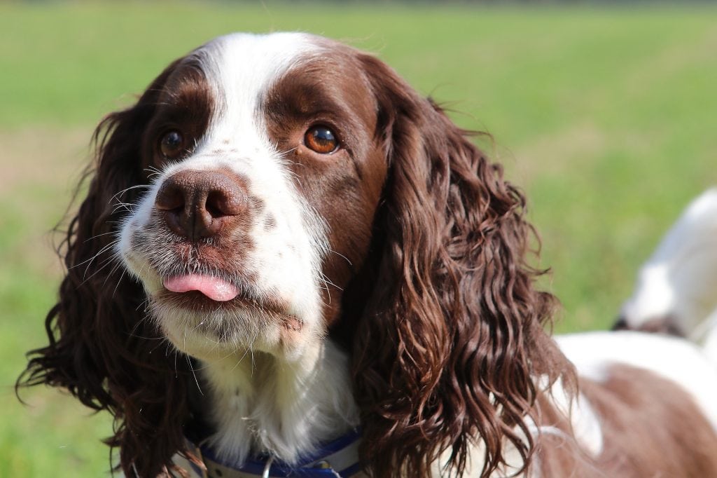 The Springer Spaniel is used by law enforcement to tracking drugs and explosives.