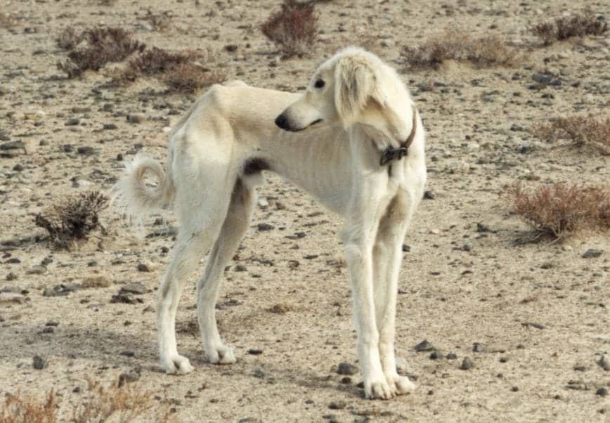 Taji or Tazi dog breed is nearly extinct in India.