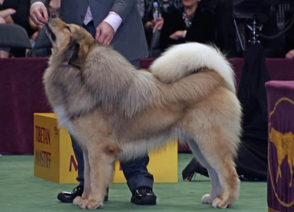 The Tibetan Mastiff is by far the most expensive dog breed from China.