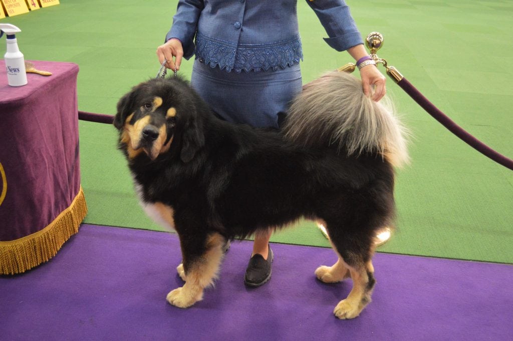 The most expensive dog sold was a Tibetan Mastiff.