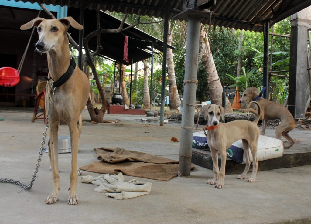The Chippiparai are fiercely loyal dogs but have intense hunting instincts.