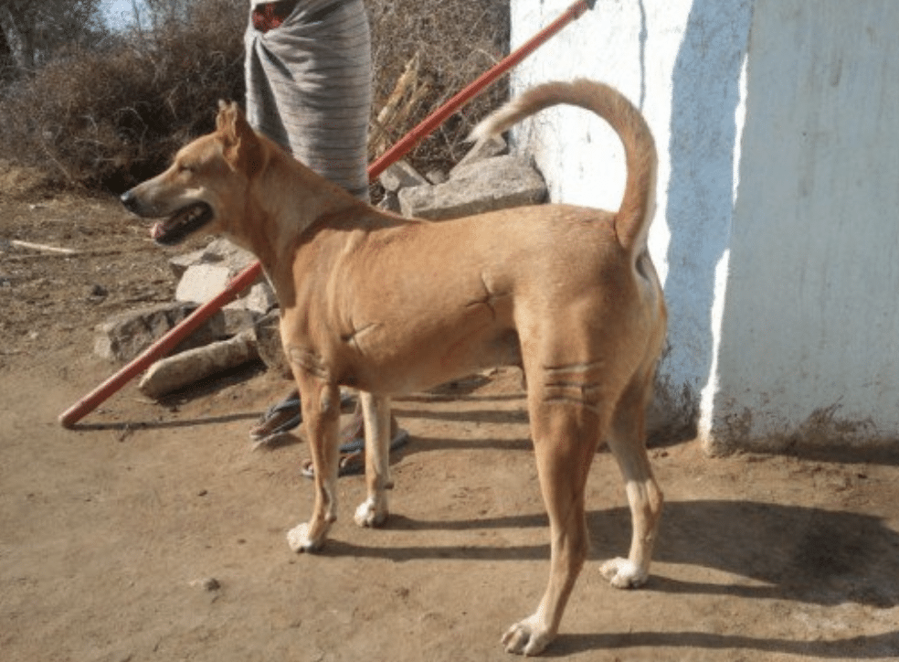 The future of the Pandikona does not look so bright, as they are near extinct in India.