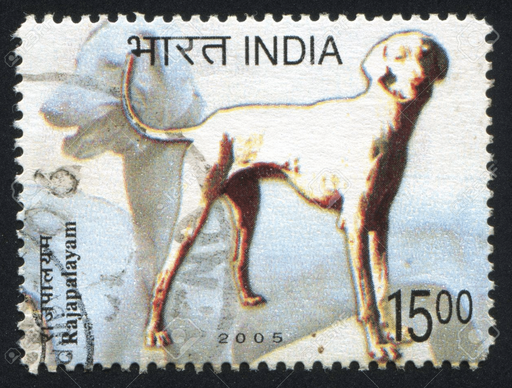 The Rajapalayam has become a national symbol for the country of India, as proven by their own dedicated stamp.