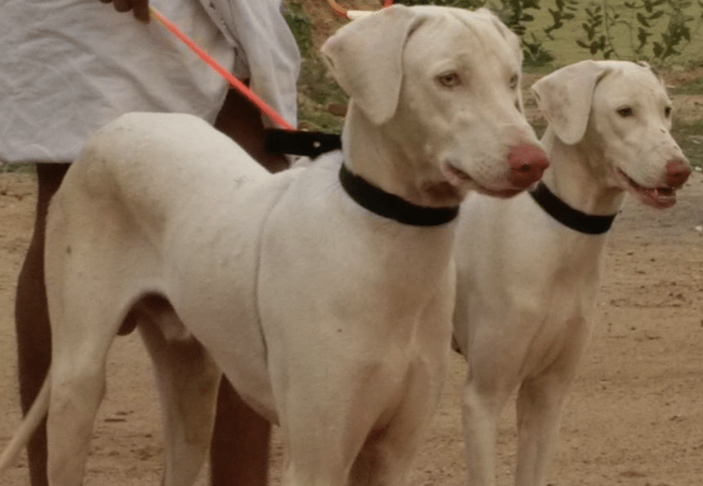 The Rajapalayam dogs are affectionate but also wary among strangers, making them such great watchdogs.