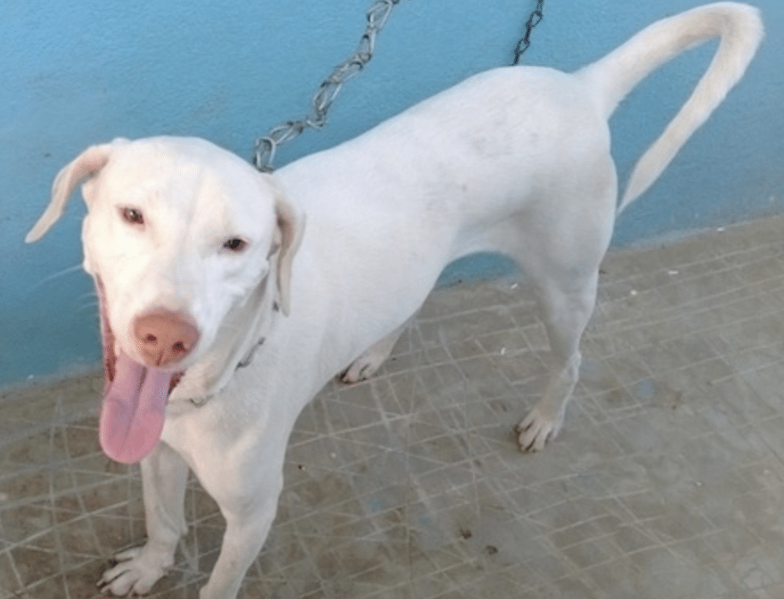 The Rajapalayam has one of the most colored histories among all Indian dog breeds.