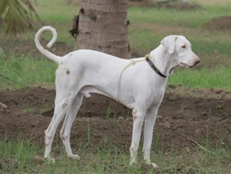 The Rajapalayam has a larger and bulkier frame than most Indian sighthounds.