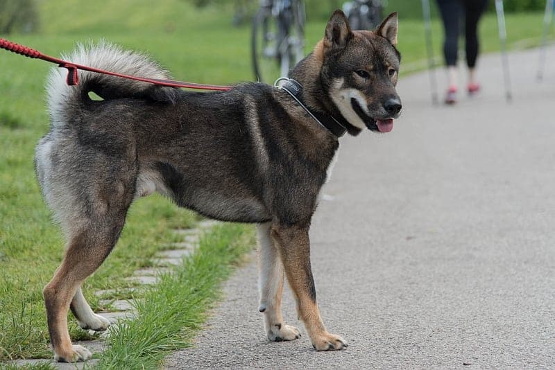 The shikoku inu is one of the easiest Japanese dog breeds to care for.