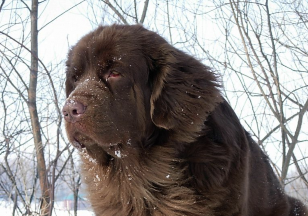 Living with a Bakharwal can be very difficult, as they require a lot of training and care.