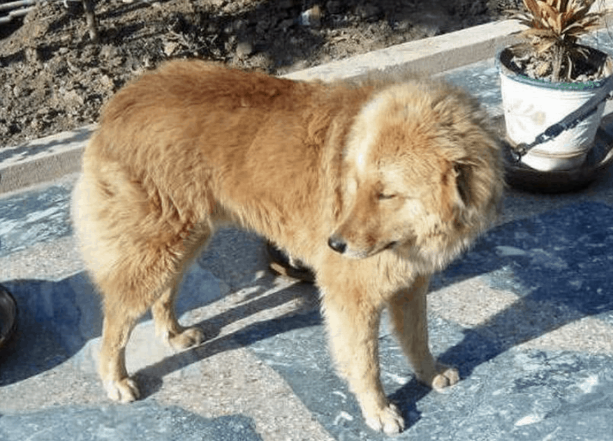 The Bakharwal dog can come in black or red.