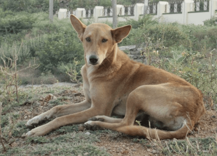 Currently, the future of the Indian Pariah dog looks bright as more and more people are opting for this breed.