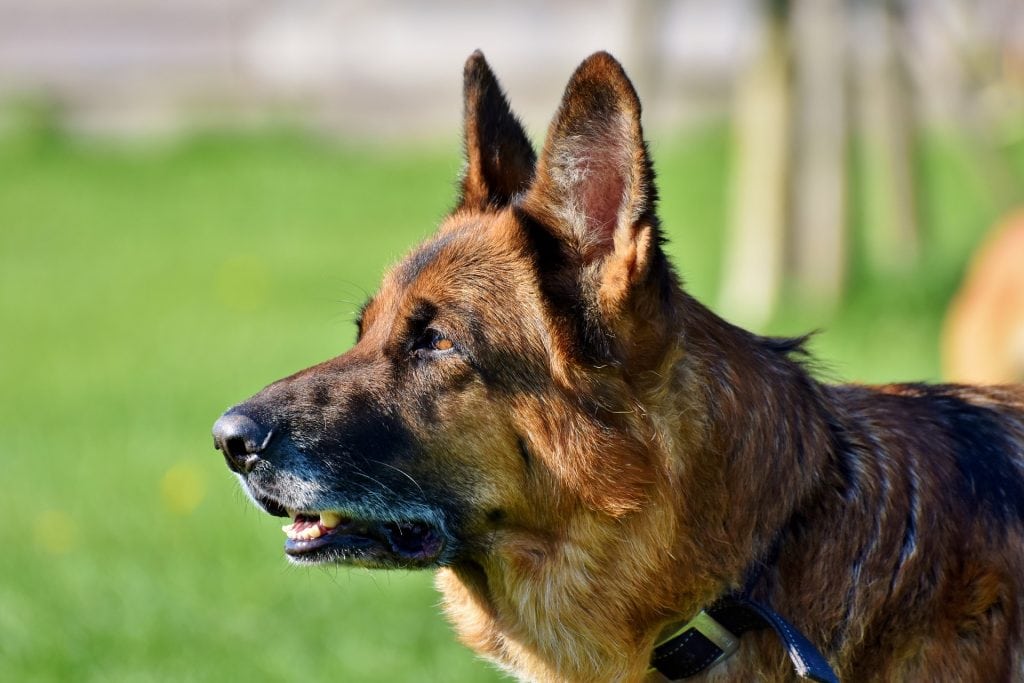 The German Shepherd is perhaps the most popular herding dog breed in the world.