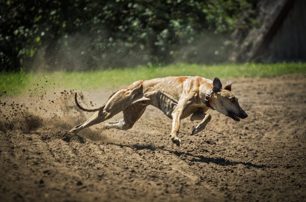 Greyhounds belong to the Hound dog breed category.