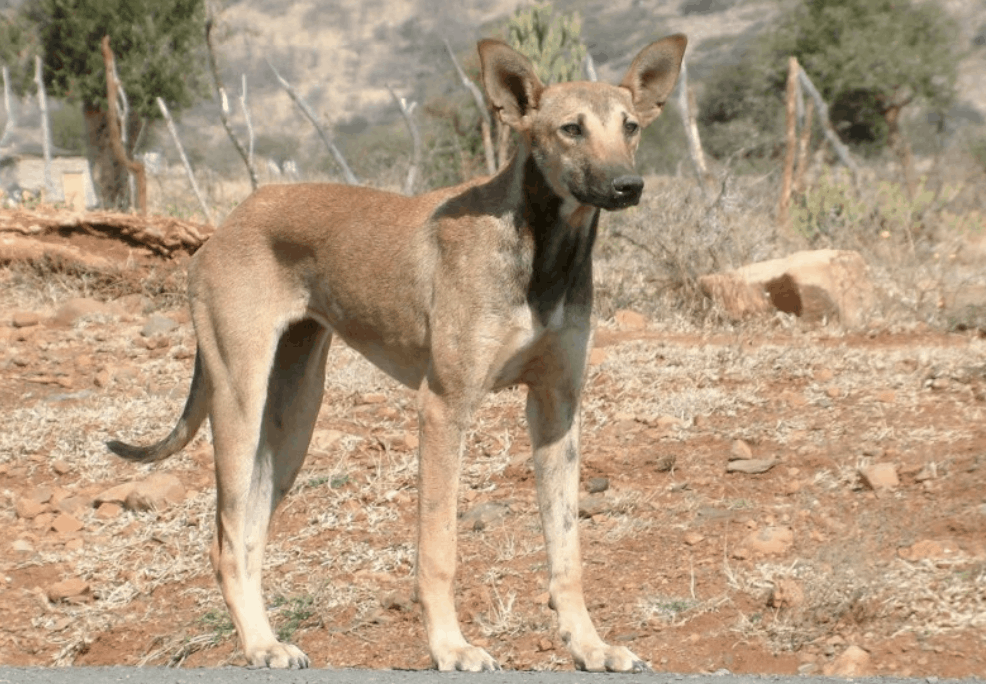 The Indian Pariah is a short and stumpy dog, however, they are lean and muscular.