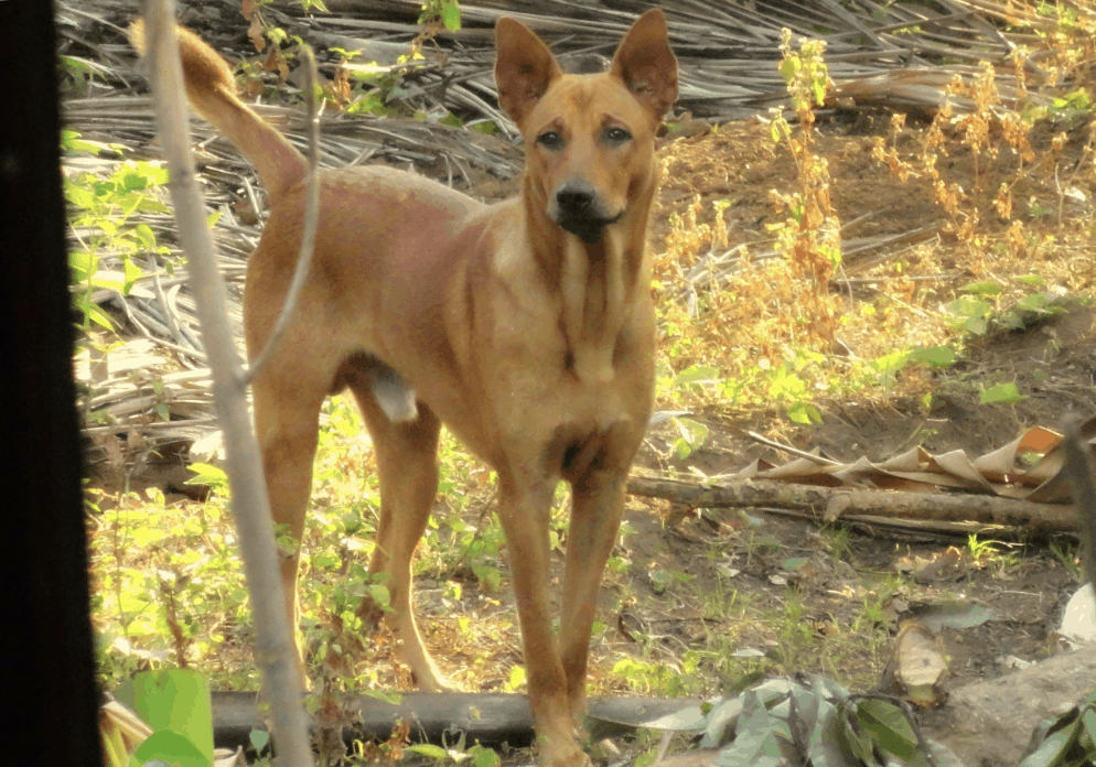 The name of the Indian Pariah Dog gives them a negative look.
