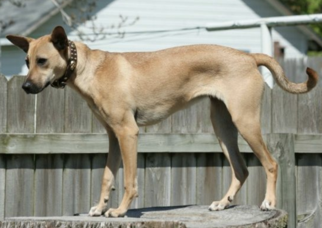 Indian Pariah Dogs are some of the friendliest dogs to come out of India.