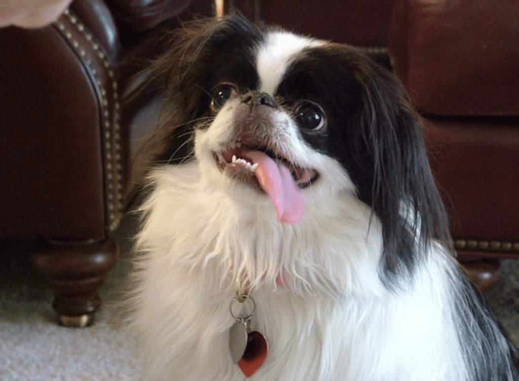 The Japanese Chin is a toy dog bursting full of lively energy.