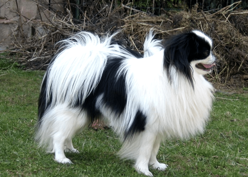 The Japanese Chins are generally healthy dogs with minimal complications and health problems.