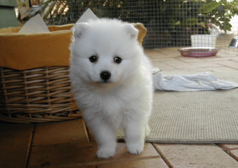 A Japanese Spitz is relatively easy to care for. They require moderate exercise and grooming.