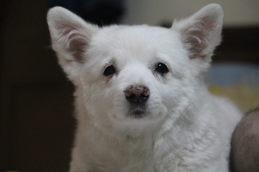 A Japanese Spitz requires a healthy diet in order to avoid common diseases and illnesses.