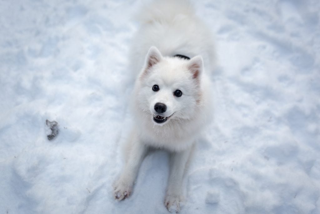 The Japanese Spitz is a companion dog originating from Japan.