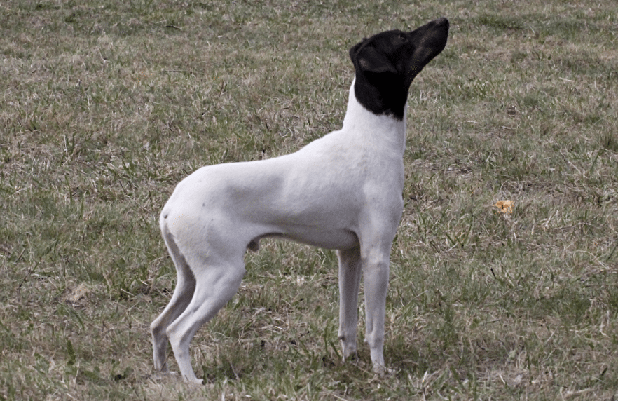 The Japanese Terrier is a cheerful and friendly dog breed.