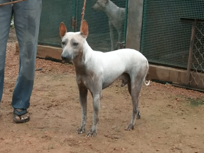 Living with a Jonangi dog is fairly easy, but it is still very difficult to find one.