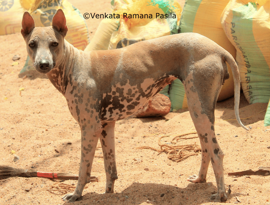 The Jonangi dog has one of the most unique looks among all Indian breeds.