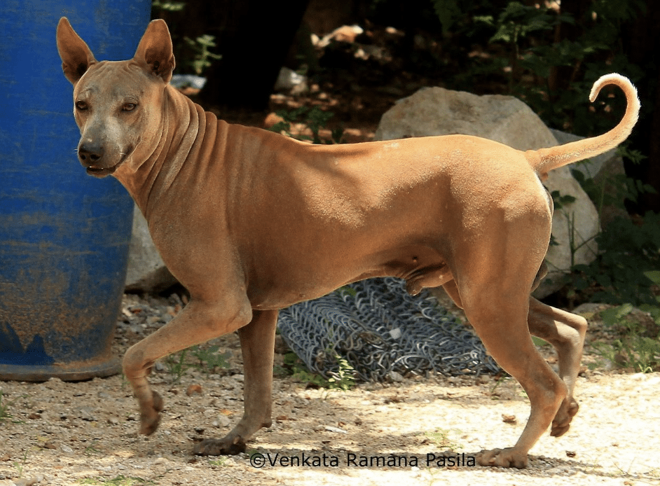 They have a wonderful and friendly temperament and personality.