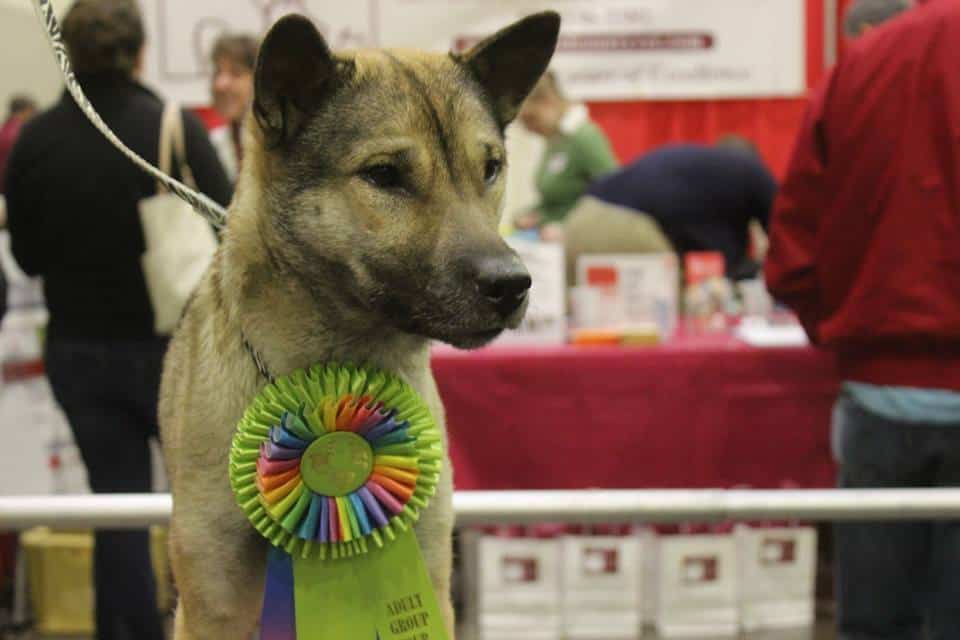 The Kishu Ken comes in all colors, but is most popular in white.