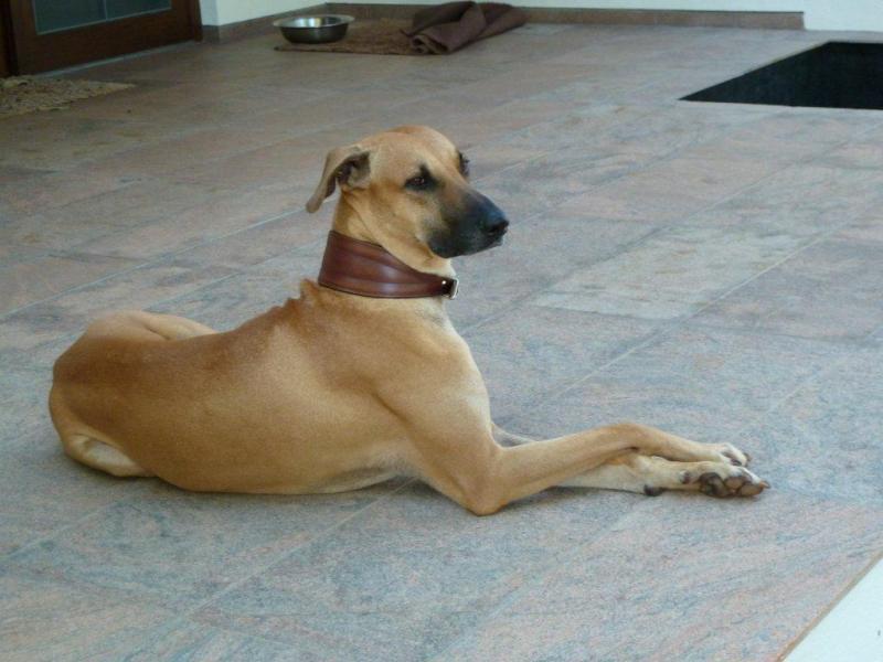 Fortunately, it is very easy to care for a Kombai dog.