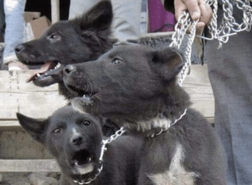 Living with a Tangkhul is relatively easy as they require minimal grooming.