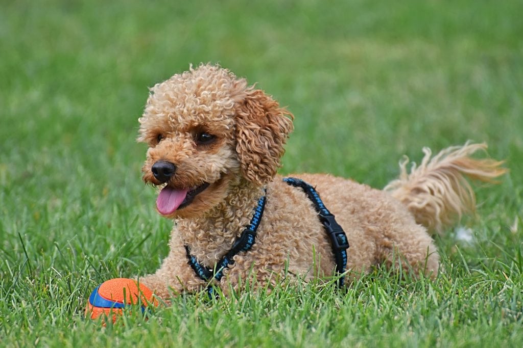 The Poodle from the Non-sporting dog breed category also happen to be the smartest dog breed.