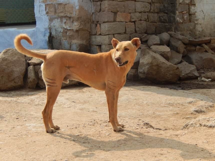 The Pandikona looks like a primitive dog, which they are in India.