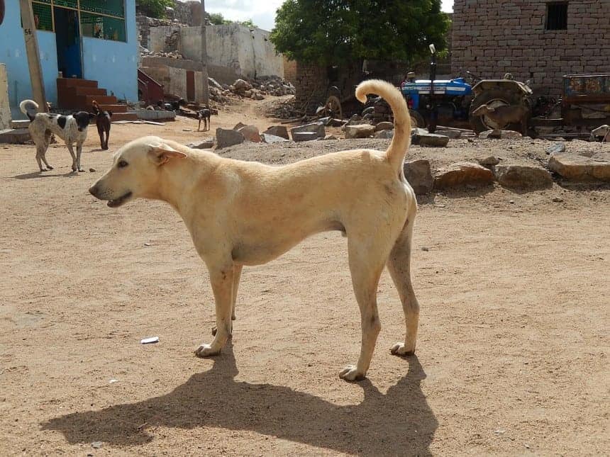 The Pandikona are dogs with strong hunting instincts, but get along very well with humans in a family setting.