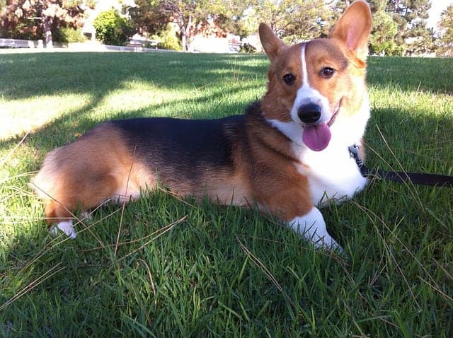 The Pembroke Welsh Corgis are known for their short stumpy legs and long bodies.