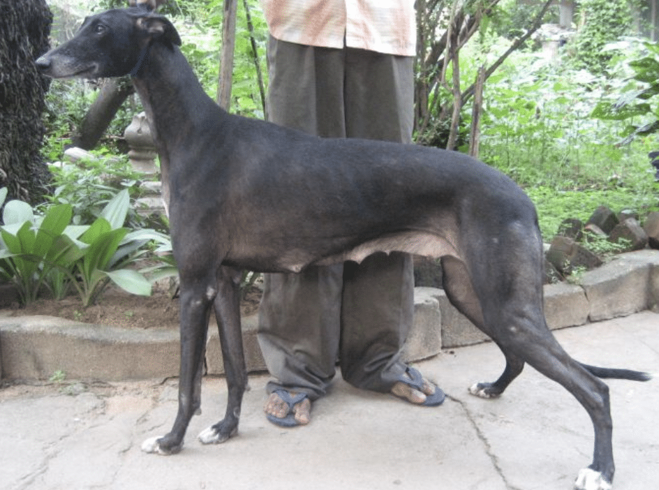 The Rampurs were crossbred through many centuries for the dogs you see today.