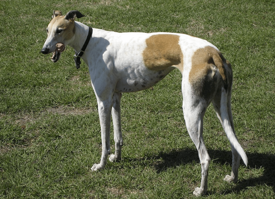 Don't let their size and stature fool you, the Rampur is extremely friendly and loyal.