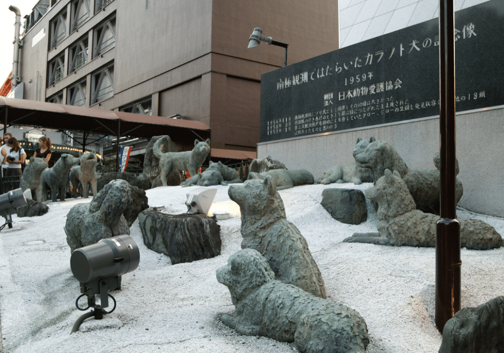 The Sakhalin huskies come from the sakhalin island located in northern Japan.