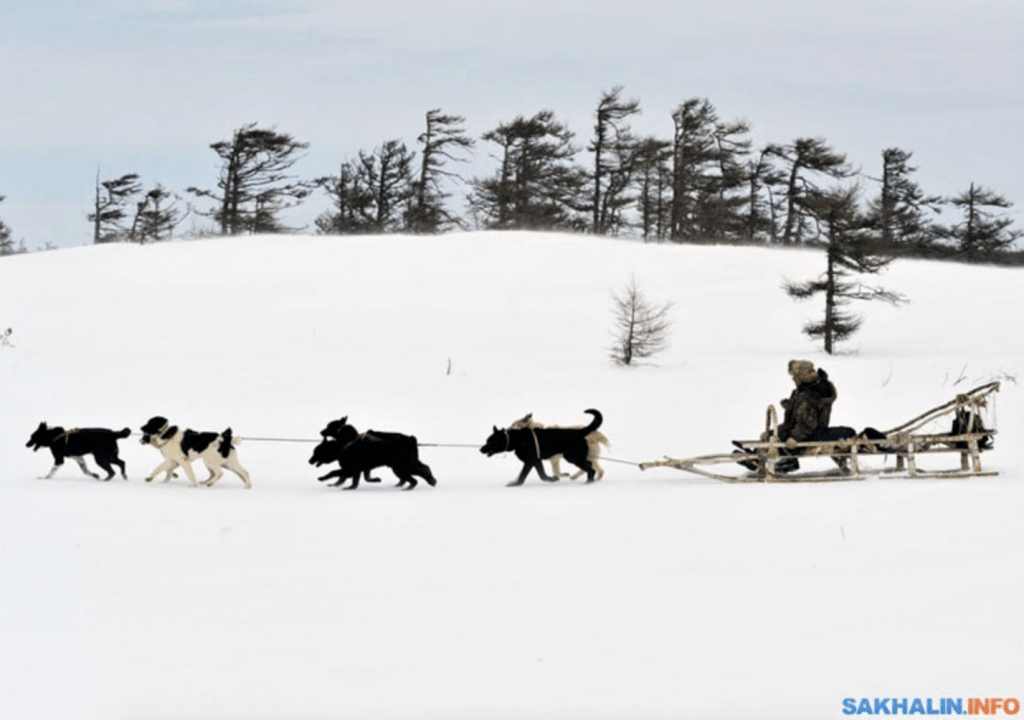 Sergey lyubykh, as of 2012, was the only breeder in the world for the Sakhalin Husky.