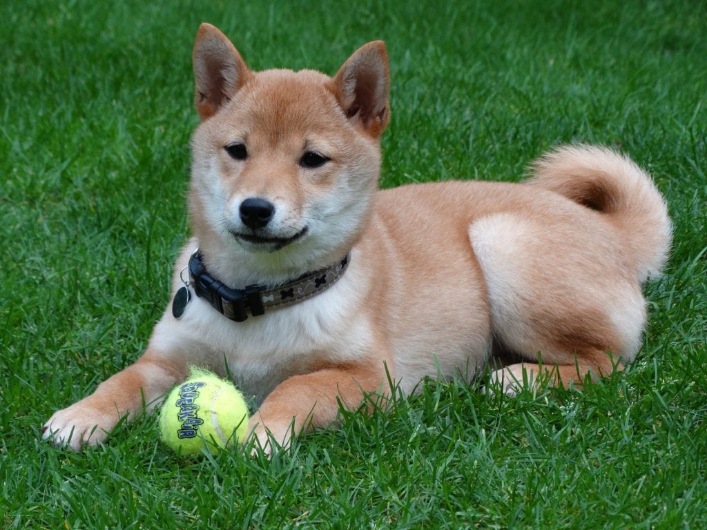 A Shiba Inu requires a moderate amount of care and grooming. They shed a lot.