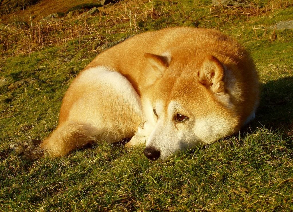 History shows that the Shiba Inu was popularized by westerners than went to work in Japan during the mid 20th century.