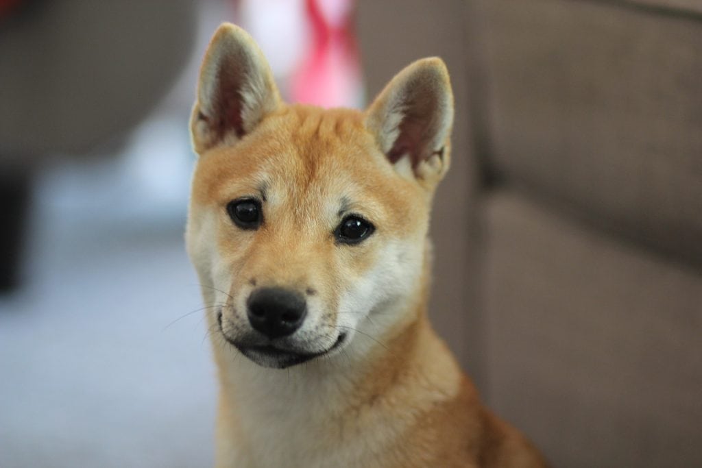 The appearance of the Shiba is very similar to that of the Akita or Shokiku Inu.