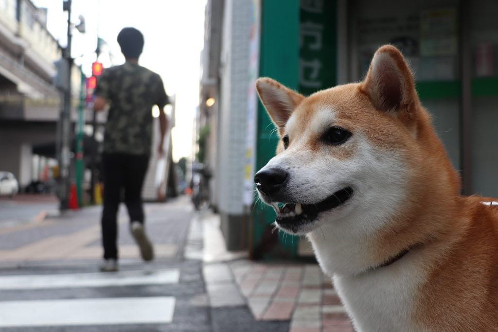 Training a Shiba Inu is relatively easy, as they are highly intelligent dogs.