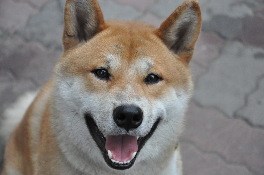 The Shiba scream will come if the dog is either extremely unhappy or excited.
