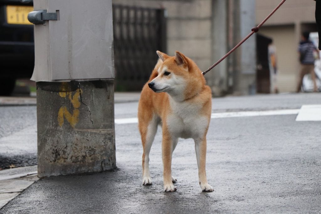 The Shiba is a loyal dog breed with an aloof attitude towards strangers.