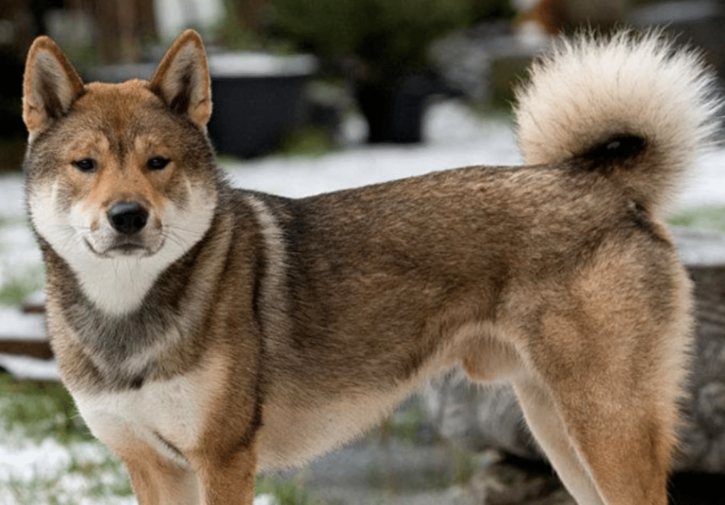 Physically, the Shikoku closely resembles the Shiba Inu, except slightly larger.