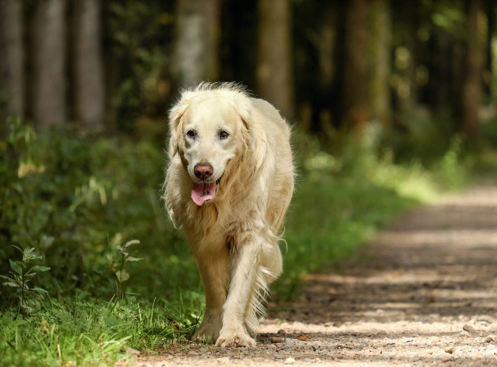 Golden Retrievers are by far the most popular sporting dog breeds.