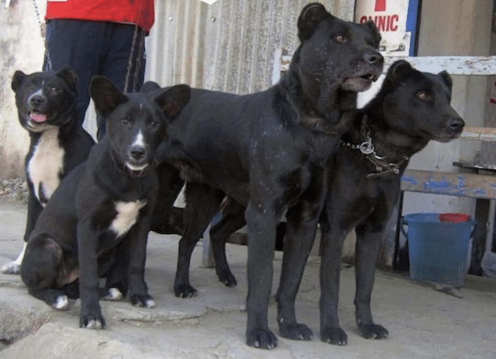 The Tangkhul Hui has a short black coat with spots of white.