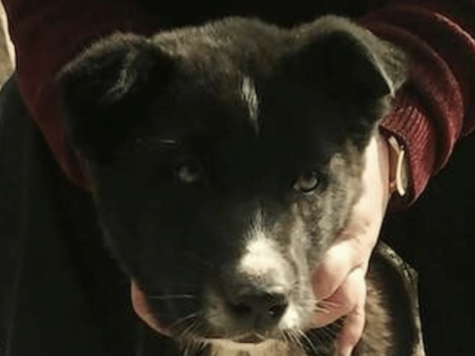 Overall, the Tangkhul dogs are friendly hunting dogs.